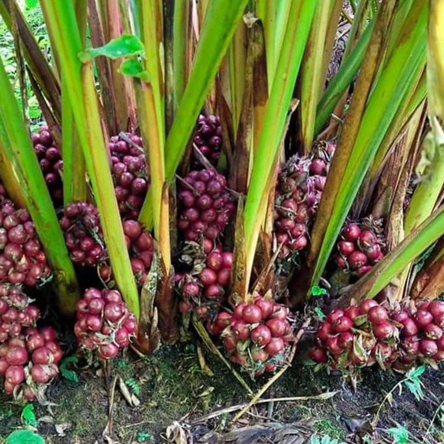 Black Cardamom
