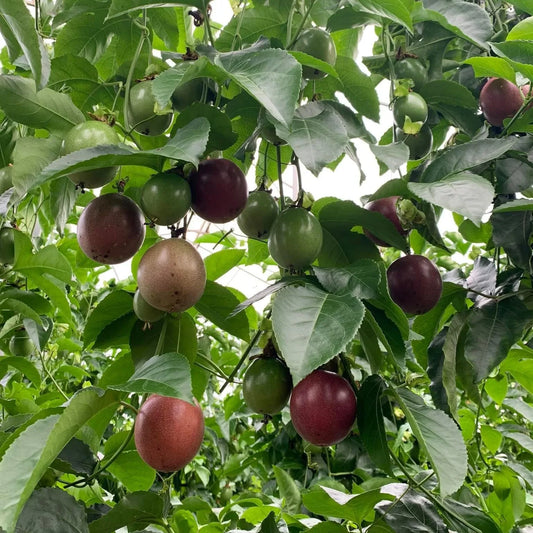 Lá chanh dây hữu cơ