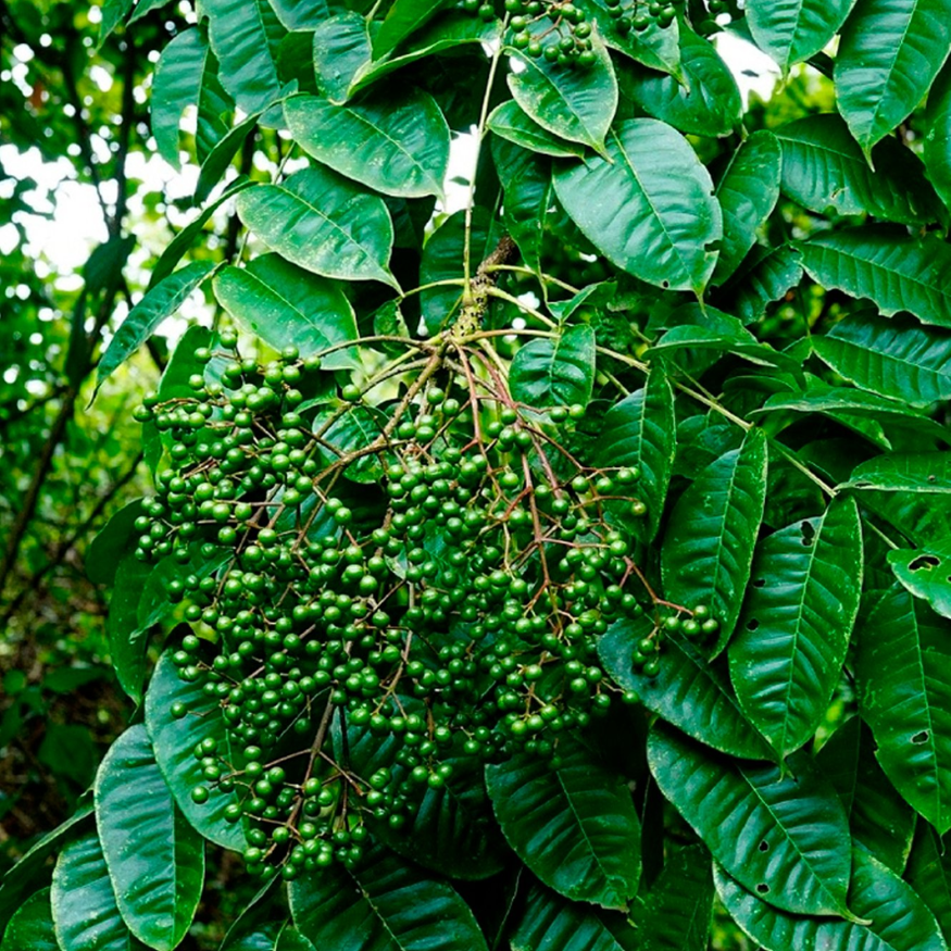 Mac Khen (Sichuan Pepper)