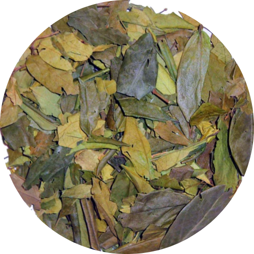 Organic Gymnema Leaf