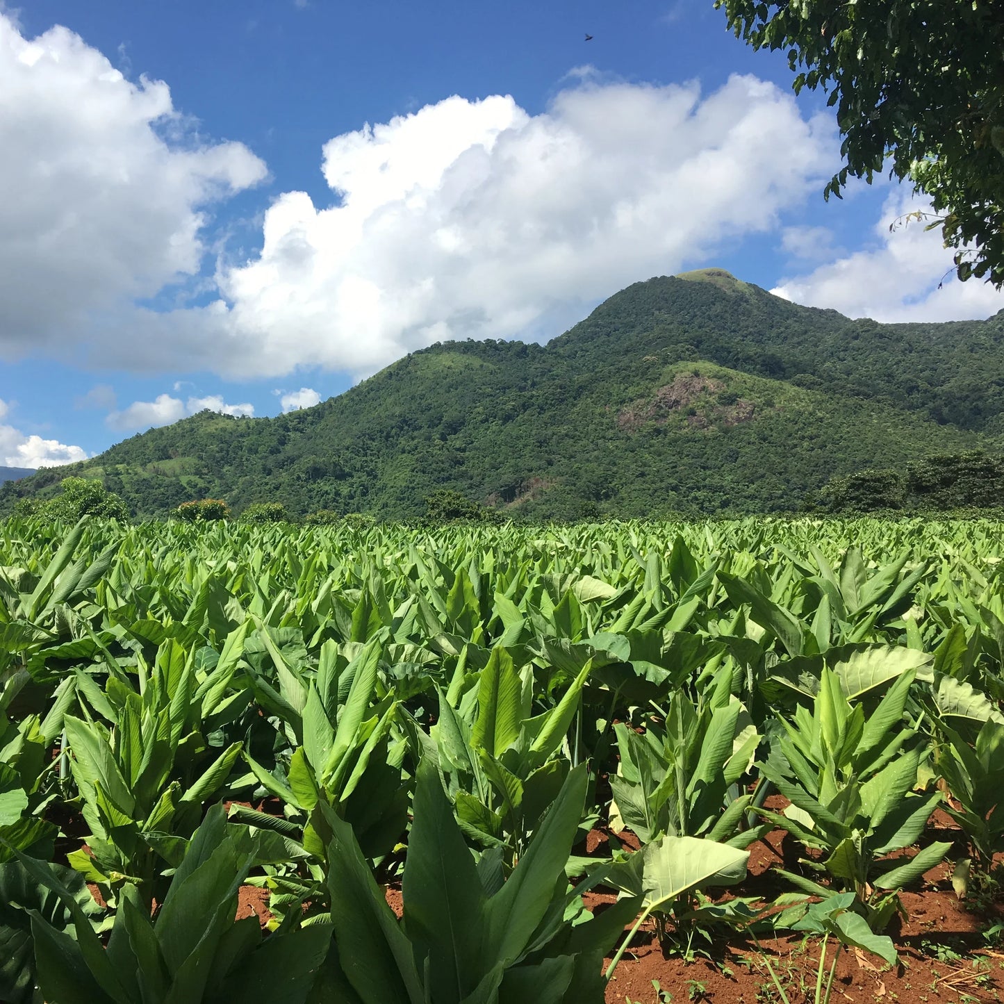 Wide view of an organic turmeric farm situated in a mountainous region of Vietnam with lush green hills