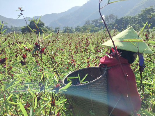 A Vietnamese farmer in a conical hat harvesting organic hibiscus in a lush field.