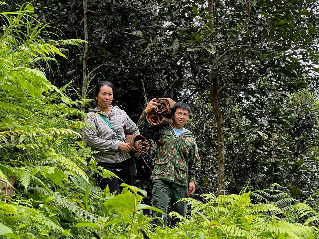 Organic Forest Cinnamon from Vietnam – Origin, Quality & the Journey