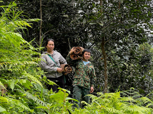 Organic Forest Cinnamon from Vietnam – Origin, Quality & the Journey
