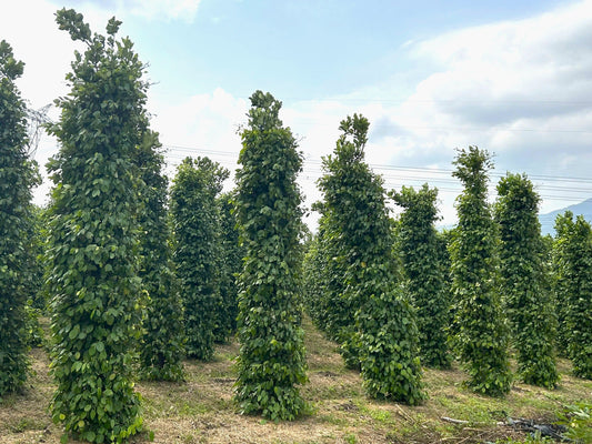 July Update: The Organic Pepper & Chili Project