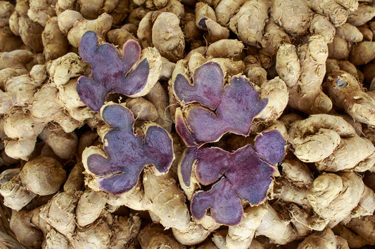 Organic Black Ginger Project in Vietnam