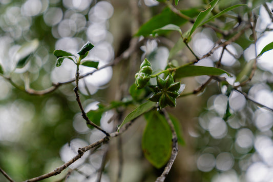 Organic Star Anise from Vietnam - Origin, Quality & The Journey