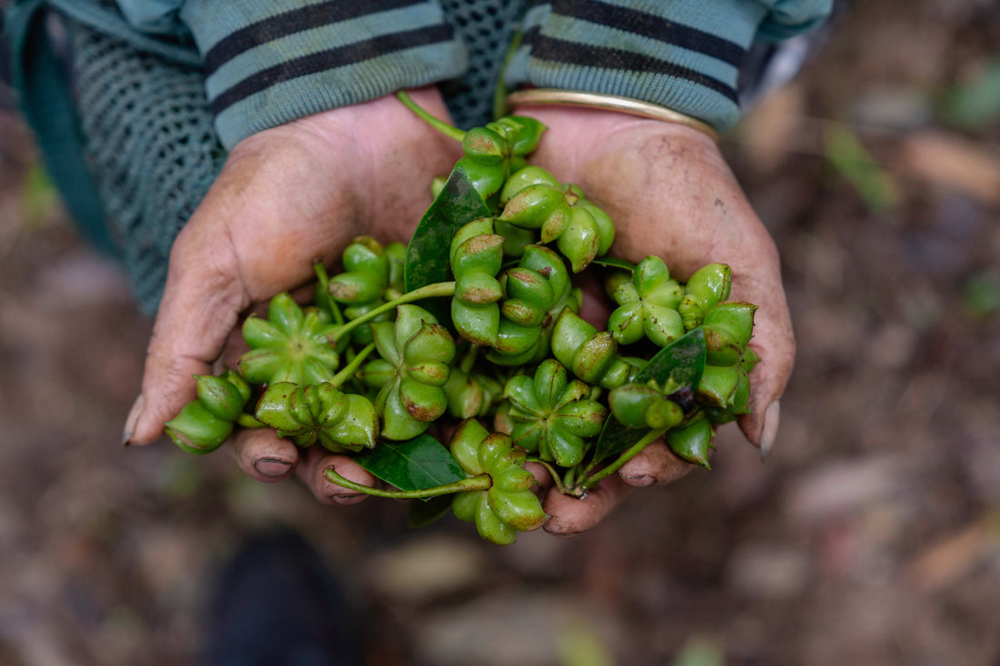 Farm Update: The Autumn Star Anise Harvest