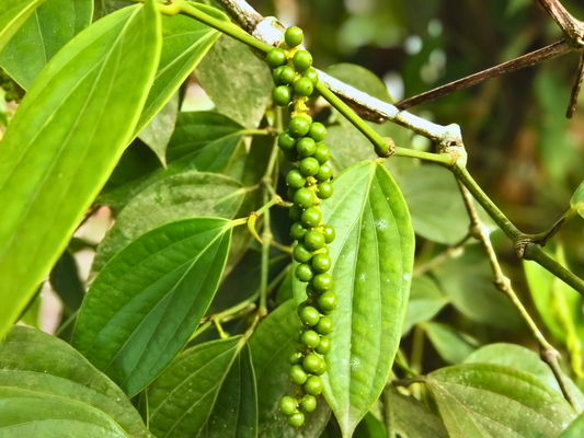 Vietnamese Pepper Varieties: Black, White, Green, and Red Peppercorns