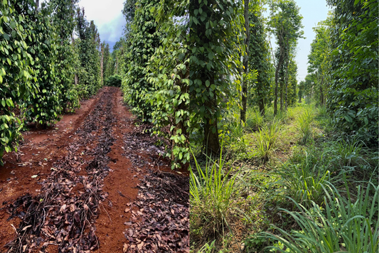 Comparison of organic pepper farm soil with organic mulch and natural grass cover