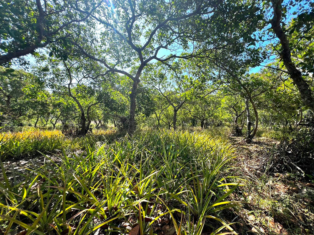 Exotic Fruits Projects: A Green Journey in Ninh Thuan