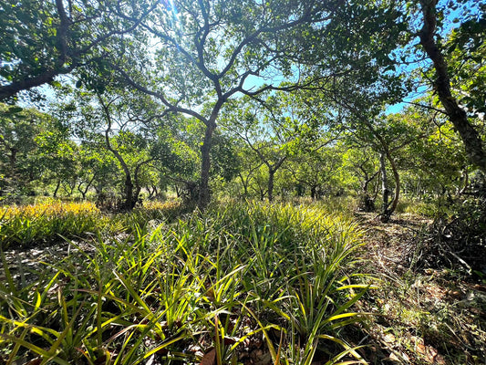 Exotic Fruits Projects: A Green Journey in Ninh Thuan