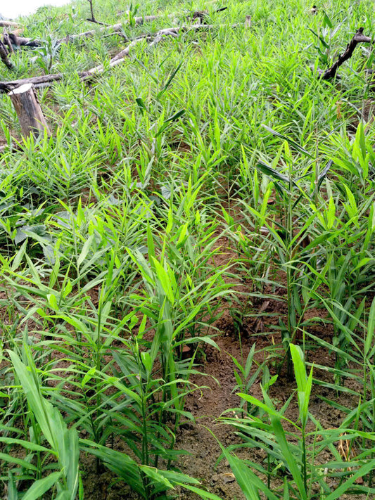 Farm Update: Small Root Ginger Are Growing