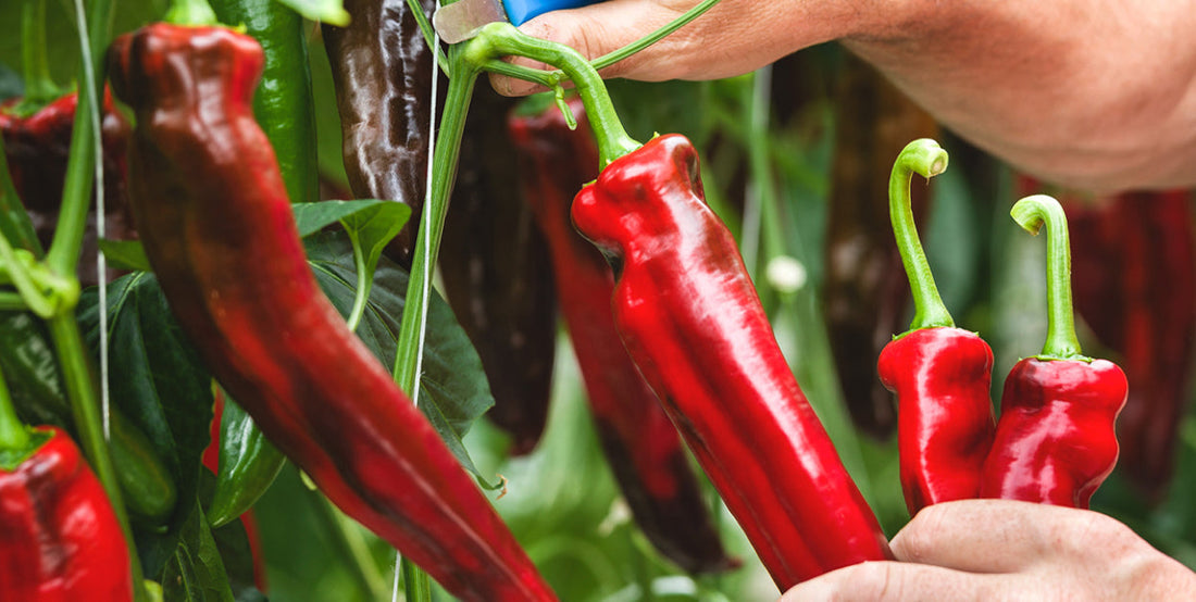 Hands harvesting fresh organic red chili peppers from a green plant.