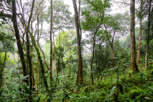 Viet Haus Origins: Inside Northeast Vietnam’s Living Forest