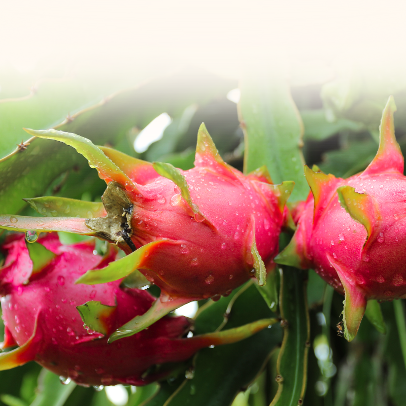 Tropical Fruits