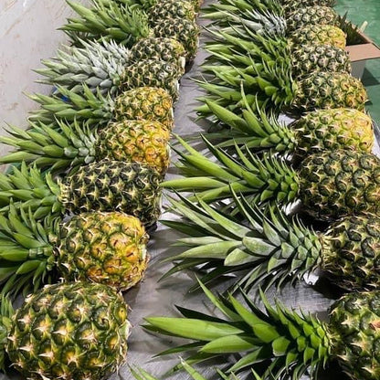 Row of pineapples with green leaves on a stone surface