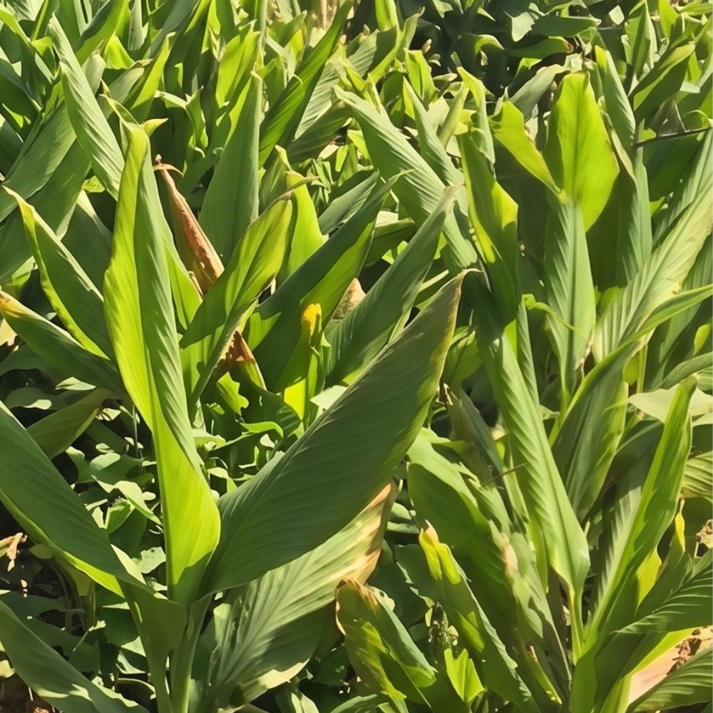 Organic Turmeric