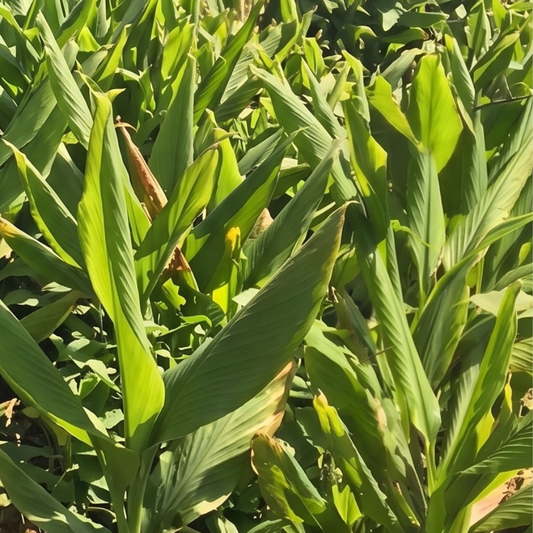 Organic Turmeric