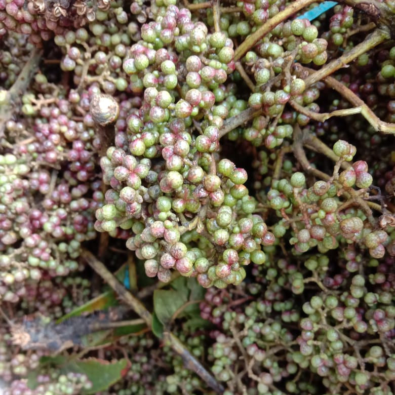 Close-up of fresh mac khen with small green and pink plants
