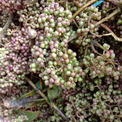 Close-up of fresh mac khen with small green and pink plants