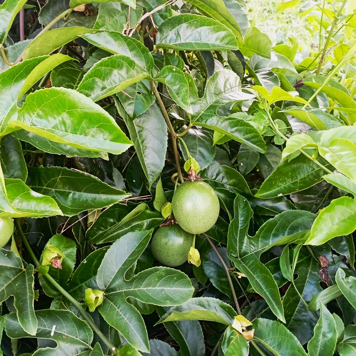 Organic Passion Fruit Leaf