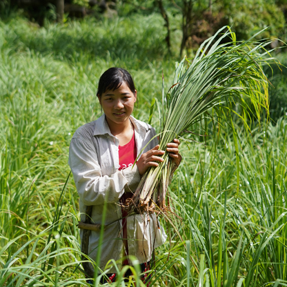 Organic Lemongrass