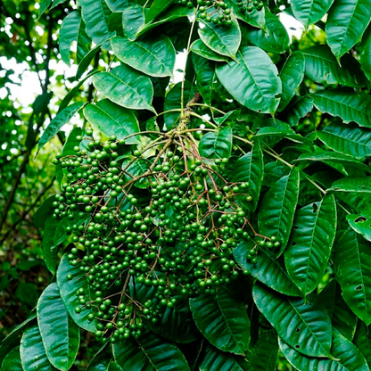 Mac Khen (Sichuan Pepper)