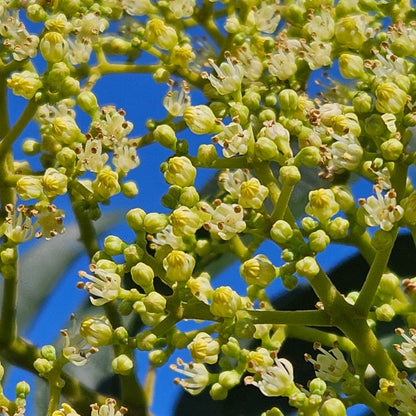 Close-up of green tree flowers against a blue sky