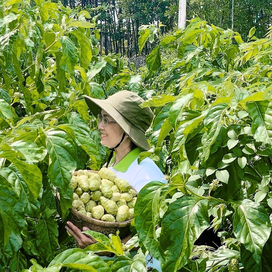 Noni (Morinda citrifolia L.)