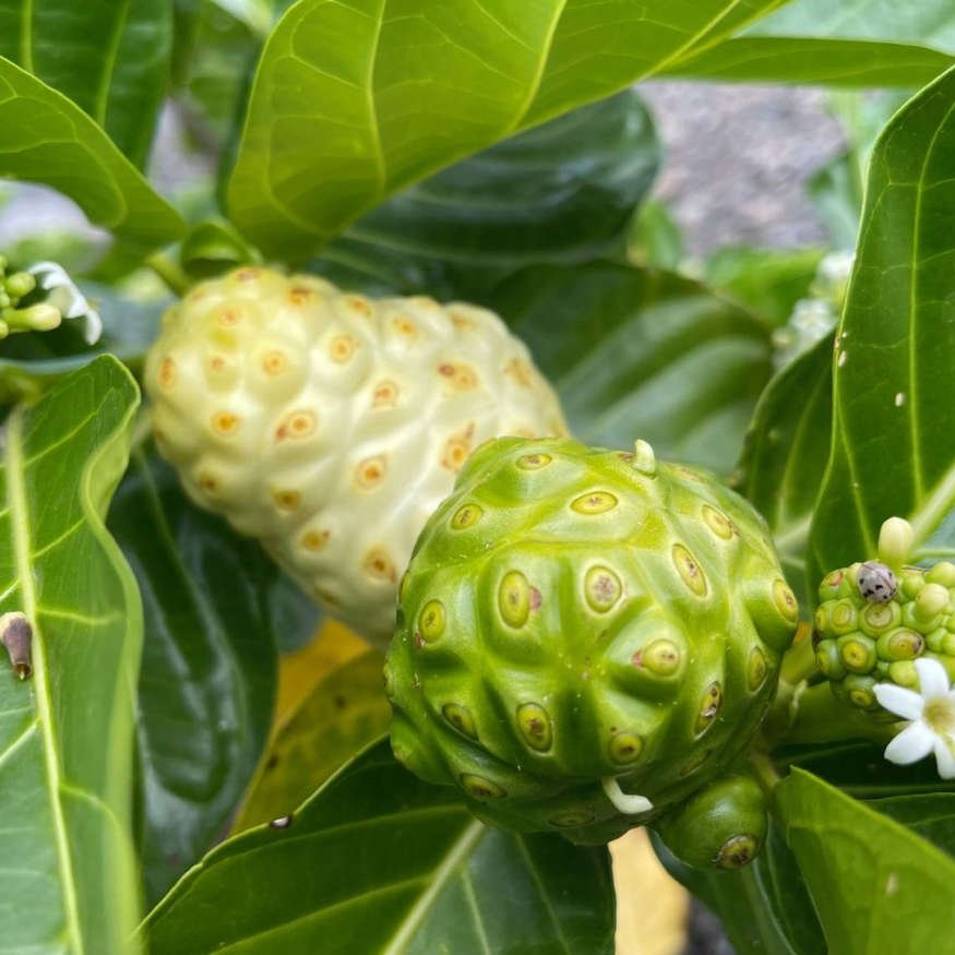 Noni (Morinda citrifolia L.)