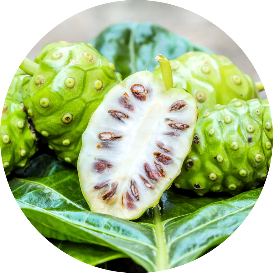 Noni (Morinda citrifolia L.)