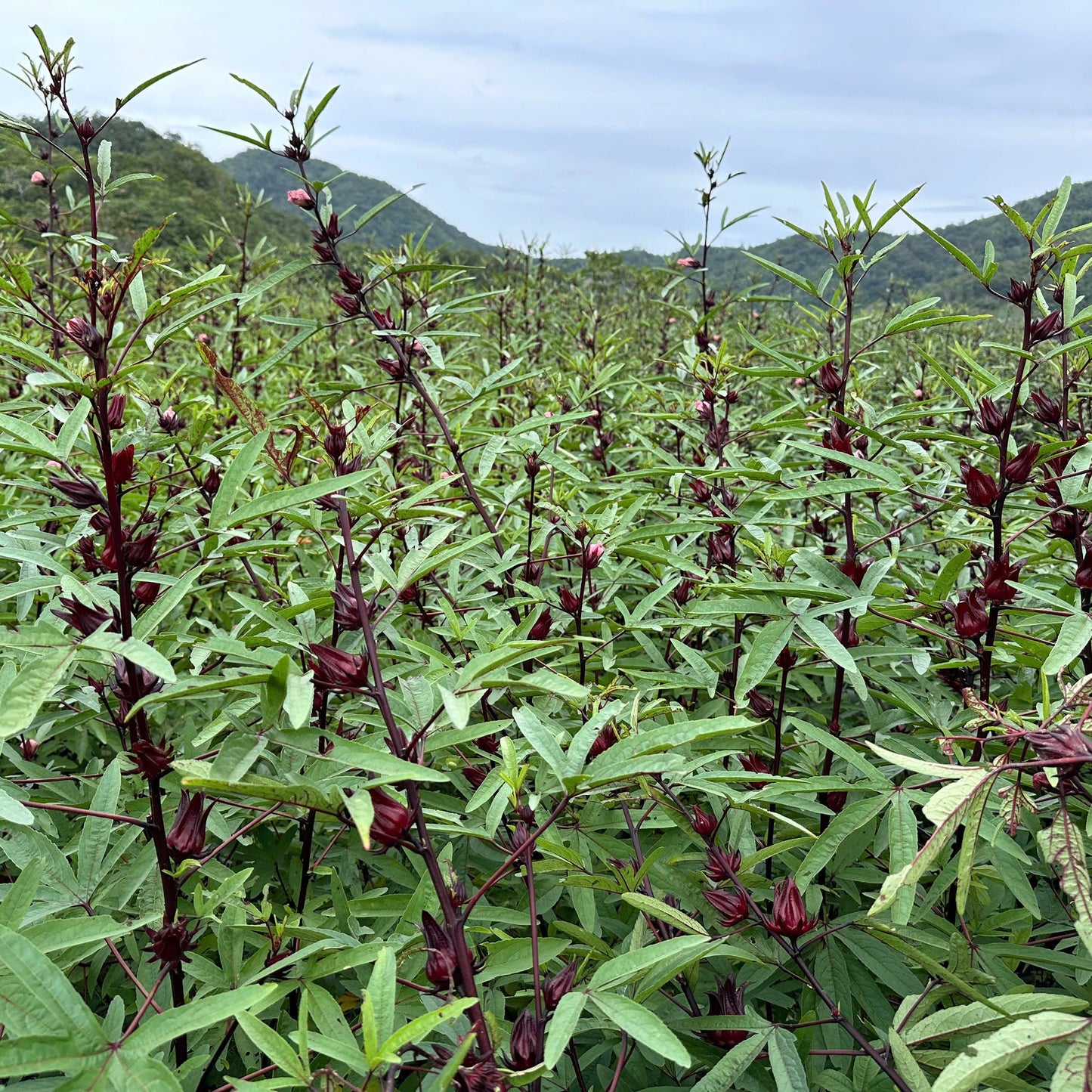 Field of green plants with mountains in the background