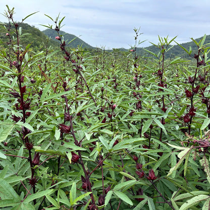 Field of green plants with mountains in the background