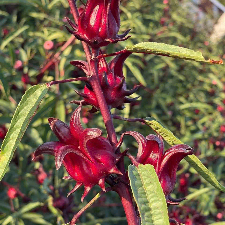 Red hibiscus flowers with green leaves on a blurred natural background