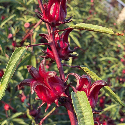 Red hibiscus flowers with green leaves on a blurred natural background