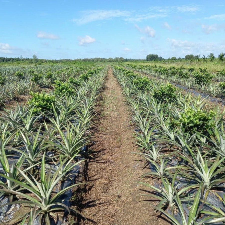 Pineapple field with rows of young pineapple plants under a blue sky.
