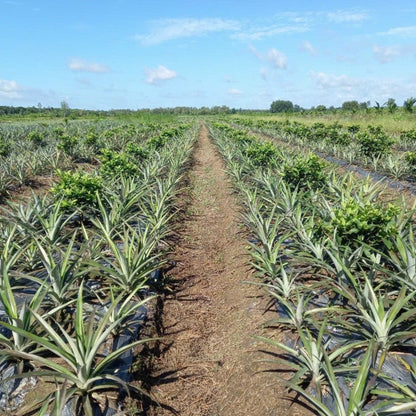 Pineapple field with rows of young pineapple plants under a blue sky.