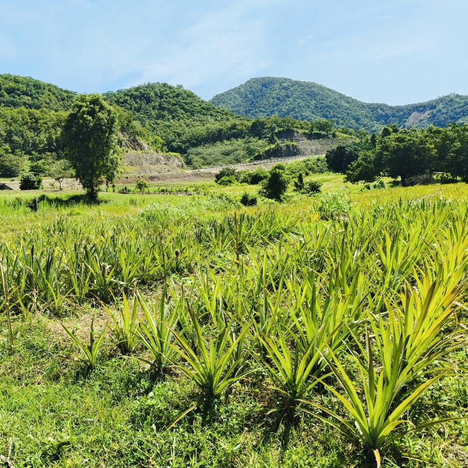 Person working in a field with pineapple field and mountains in the background