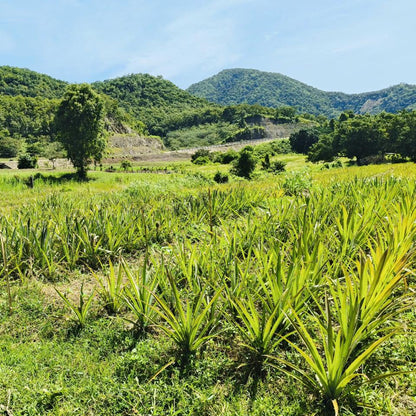 Person working in a field with pineapple field and mountains in the background