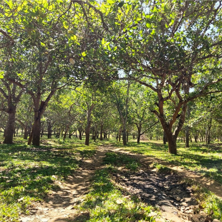 Organic Cashew Butter