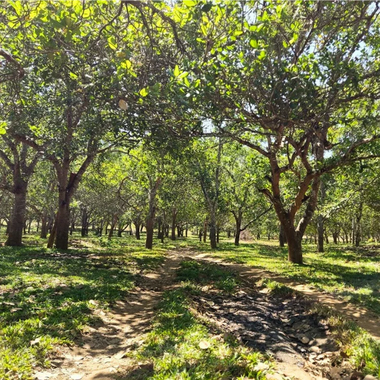 Organic Cashew Butter