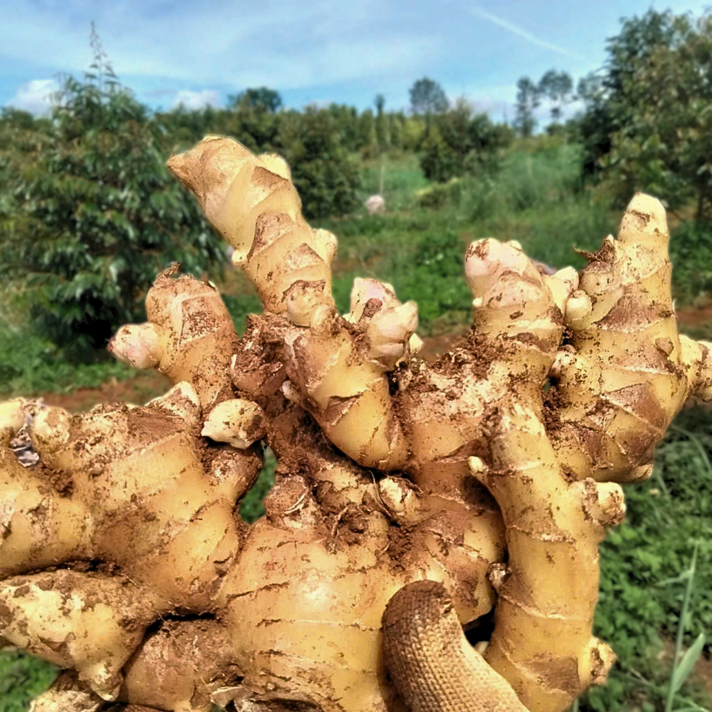 Fresh ginger roots harvested outdoors, showing rough knobby shapes and light tan to golden-brown skin with some soil clinging to them, set against a blurred green garden background.