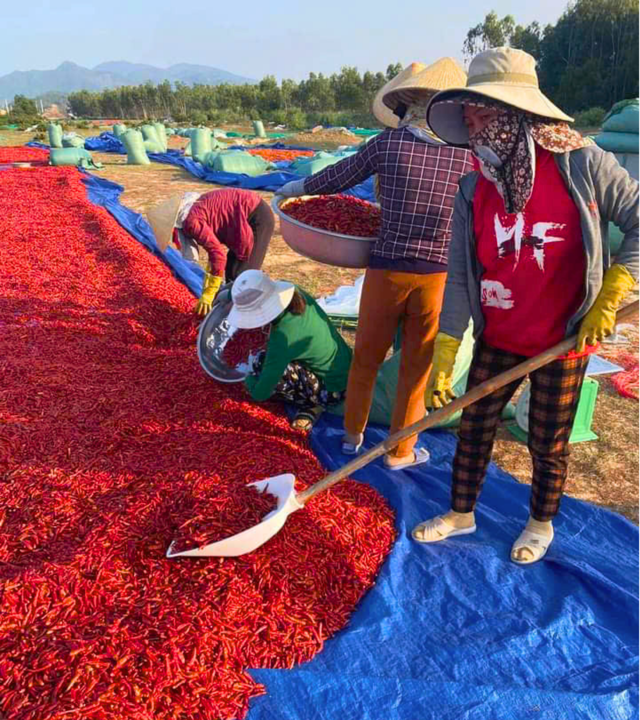 Workers harvesting and spreading red chili peppers on blue tarps in an outdoor field, with mountains and trees in the background.