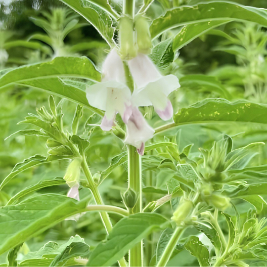A close-up outdoor shot of a green leafy plant with small pale pink to white bell-shaped flowers blooming among dense foliage.