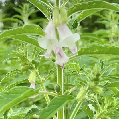 A close-up outdoor shot of a green leafy plant with small pale pink to white bell-shaped flowers blooming among dense foliage.