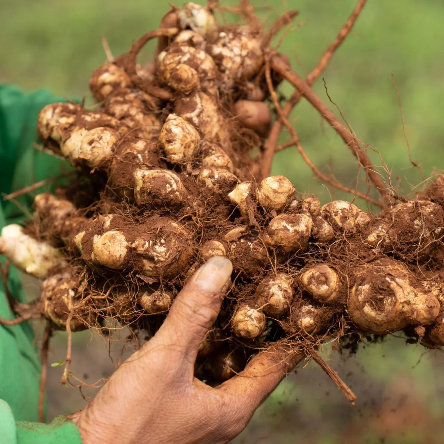 A close-up of a person's hand holding a freshly harvested ginger, with its brown roots and soil clinging to it, set against a blurred green outdoor background.
