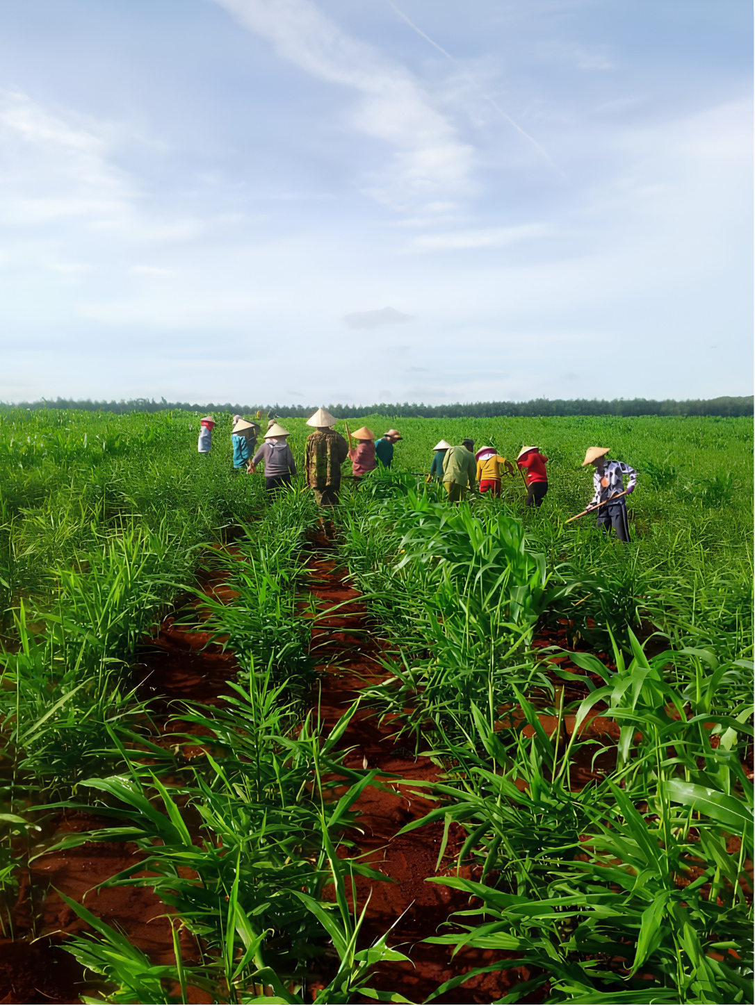 A group of farmers wearing conical hats walks through a lush green agricultural field under a blue sky.