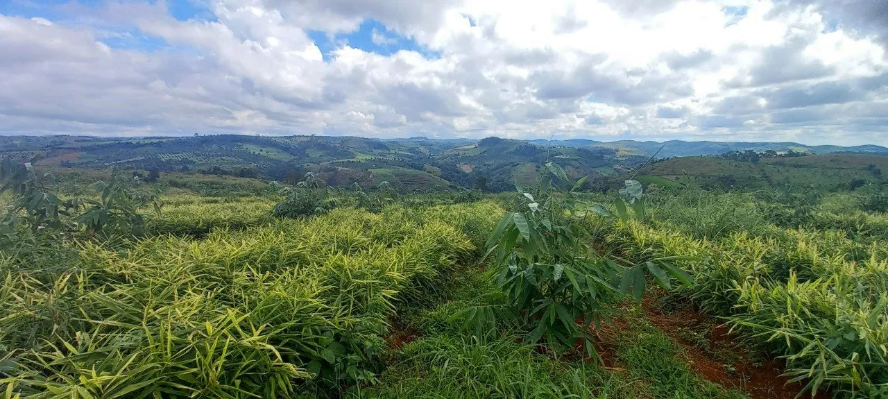 Panoramic view of a ginger farming area with trees and a cloudy sky.