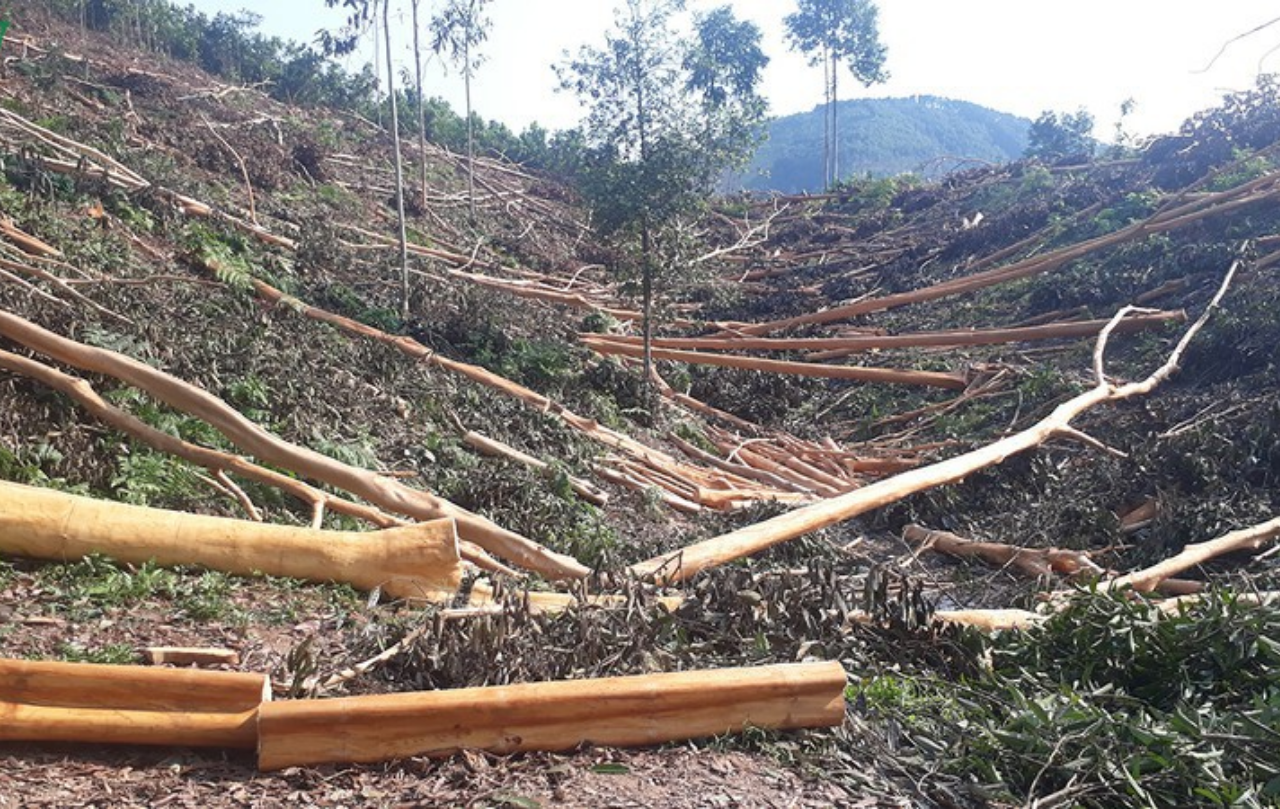 Mass harvested cassia cinnamon bark from trees on barren hills, showing a monoculture landscape without forest biodiversity